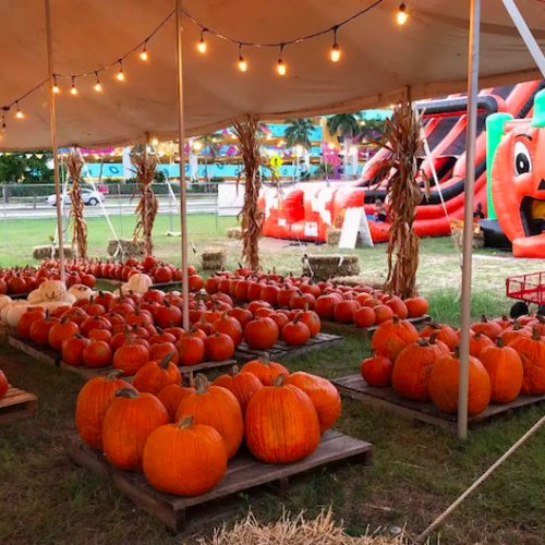 Del Mar Pumpkin