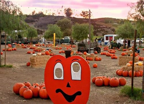 peltzer-pumpkin-farm