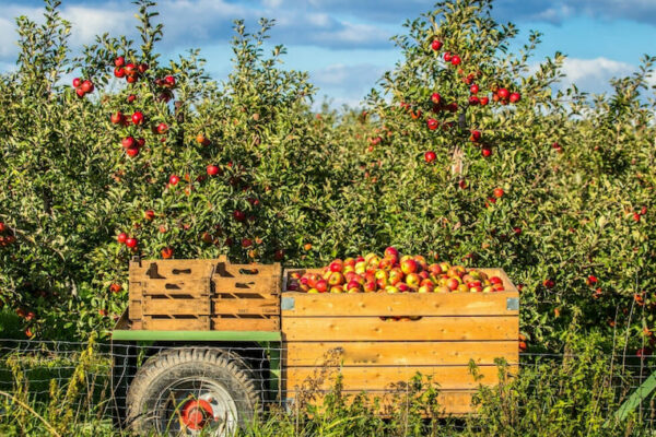 JulianApplePickingFarms JulianApplePickingFarms