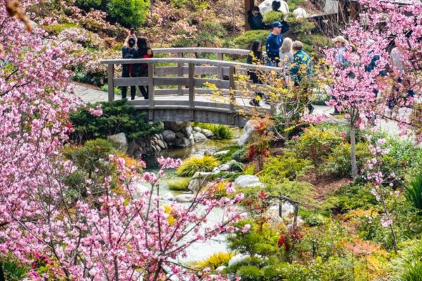 Landscape in Japanese Friendship Garden, Balboa Park, San Diego March 19, 2019 San Diego / CA / USA - Landscape in Japanese Friendship Garden during the Cherry Blossom Festival in Balboa Park