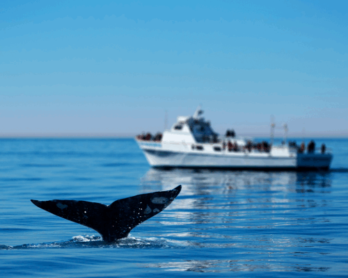 whale watch
