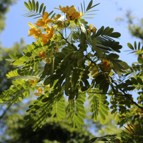 Botanic Garden