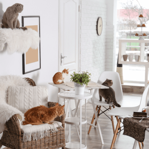 Cat Cafe