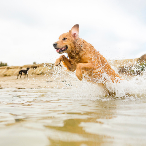 Dog Days
