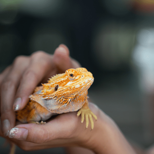 Ecovivarium