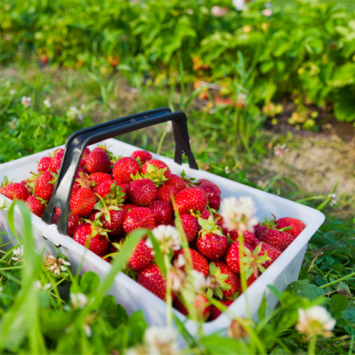 Strawberry