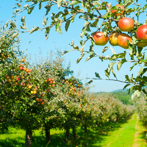 Apple Orchards