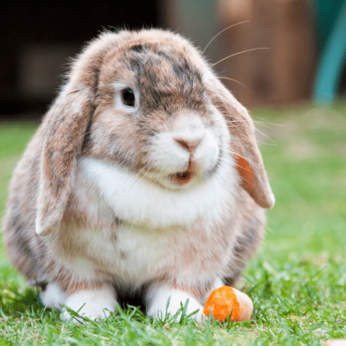 Bunny Cafe